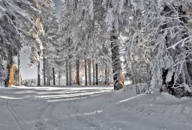 Phoca Thumb M Winterwald Am Suessenhaeusle 0412 2014